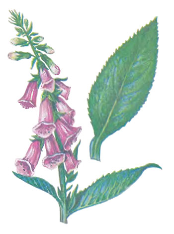 Лекарственные растения: наперстянка, горицвет, ландыш