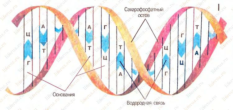 Двойная спираль ДНК