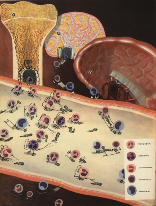Белые кровяные тельца