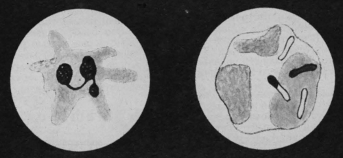 Лейкоцит с псевдоподиями. Фагоцит уничтожает бациллы сибирской язвы