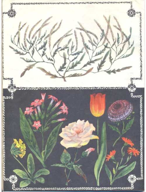 Цветы — аллергены