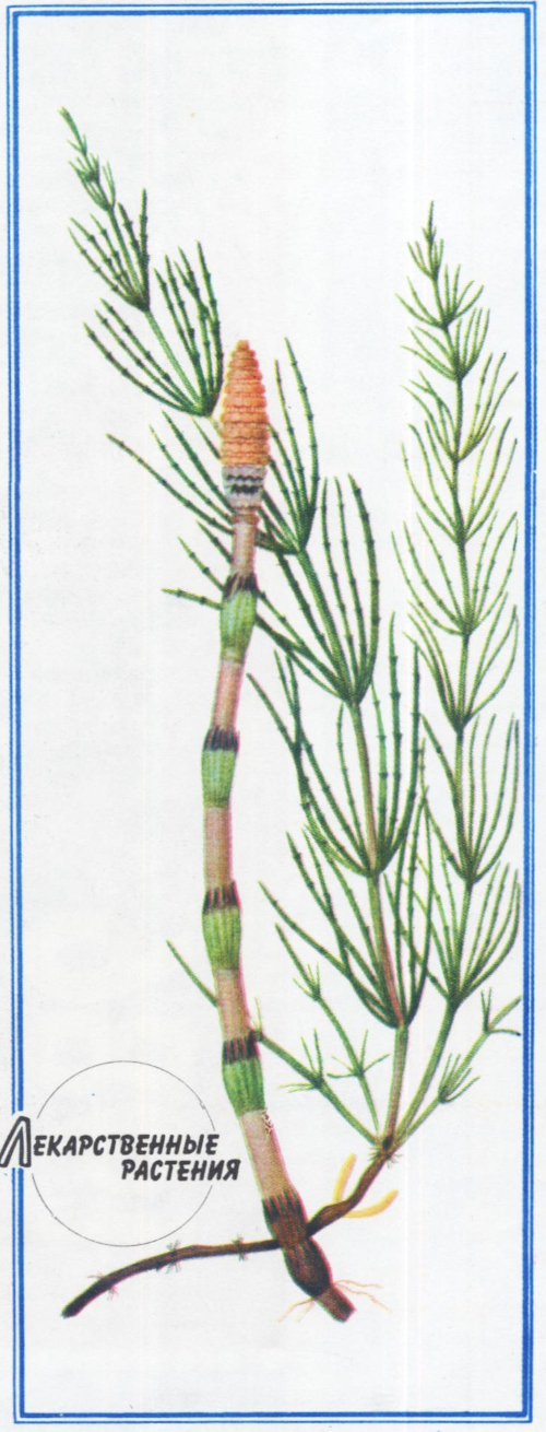 Хвощ полевой. Лекарственные растения