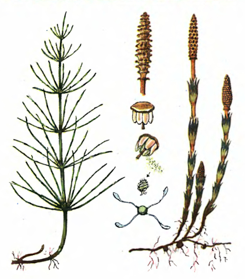 Хвощ полевой. Лекарственные растения
